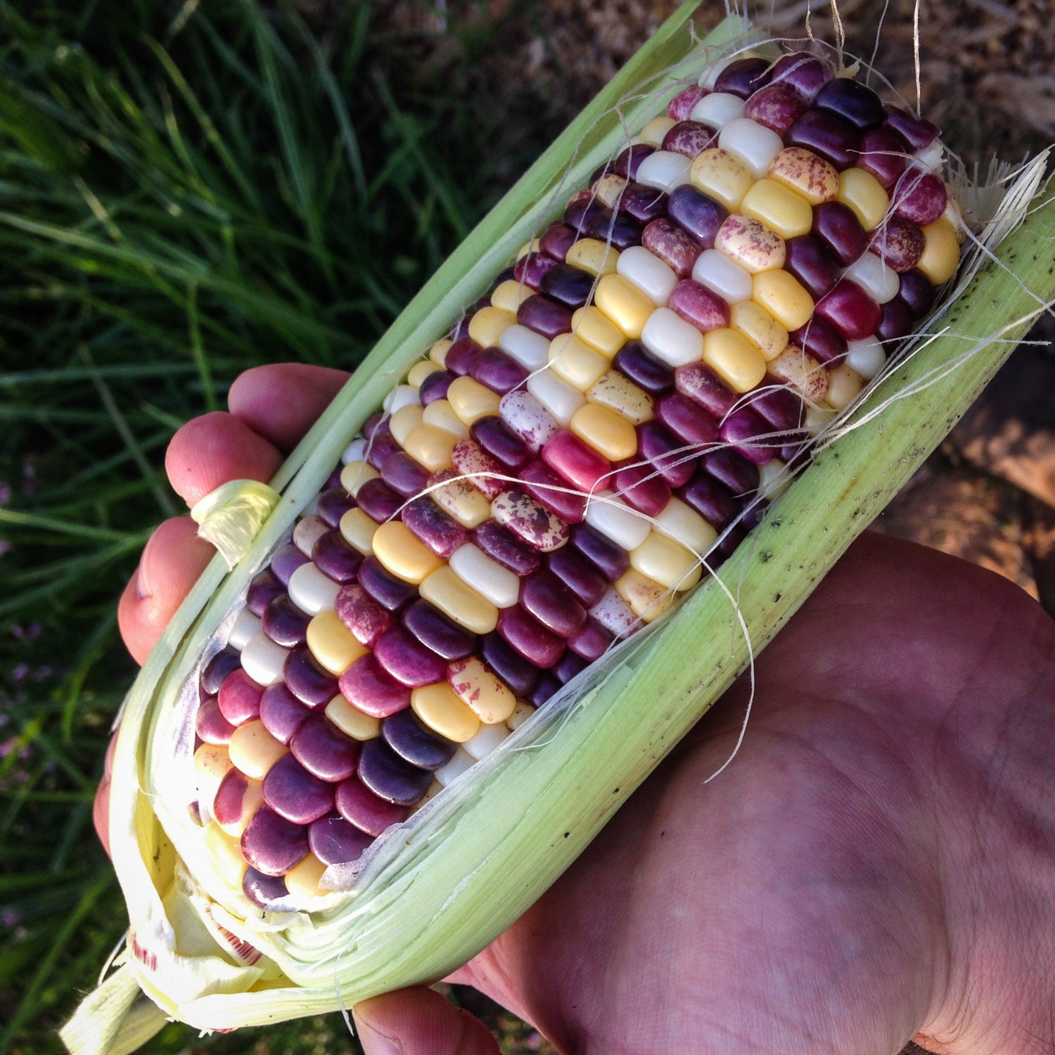 Festivity Sweet Corn Seeds 30 Certified Organic NonGMO Etsy