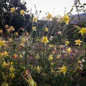 McKana Giants Columbine Flower Seeds, Columbines, Aquilegia Seeds, Perennial Flower, Organic Garden Seeds, Non-GMO image 6
