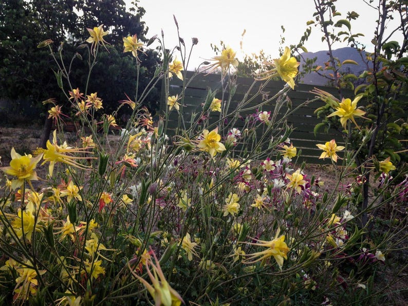 McKana Giants Columbine Flower Seeds, Columbines, Aquilegia Seeds, Perennial Flower, Organic Garden Seeds, Non-GMO image 6
