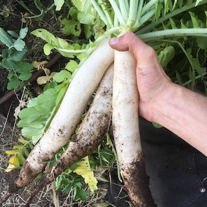 Daikon Radish Seeds for Planting: Extra Large White Succulent Roots, Asian Vegetable, Cover Crop, Bulk Organic
