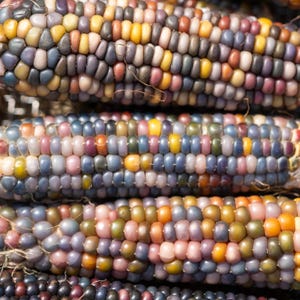 May include: Close-up of several ears of colorful corn. The kernels display a variety of colors, including shades of blue, purple, yellow, orange, and pink. The corn is arranged in a close-up shot, highlighting the texture and vibrant hues of the kernels.