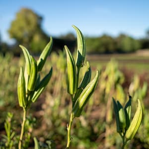 Heavy Hitter Okra Seeds for Planting: Certified Organic, 40 Seed Packet, Bulk Size, High Yields of Green Fruit, Use for Water or Conditioner