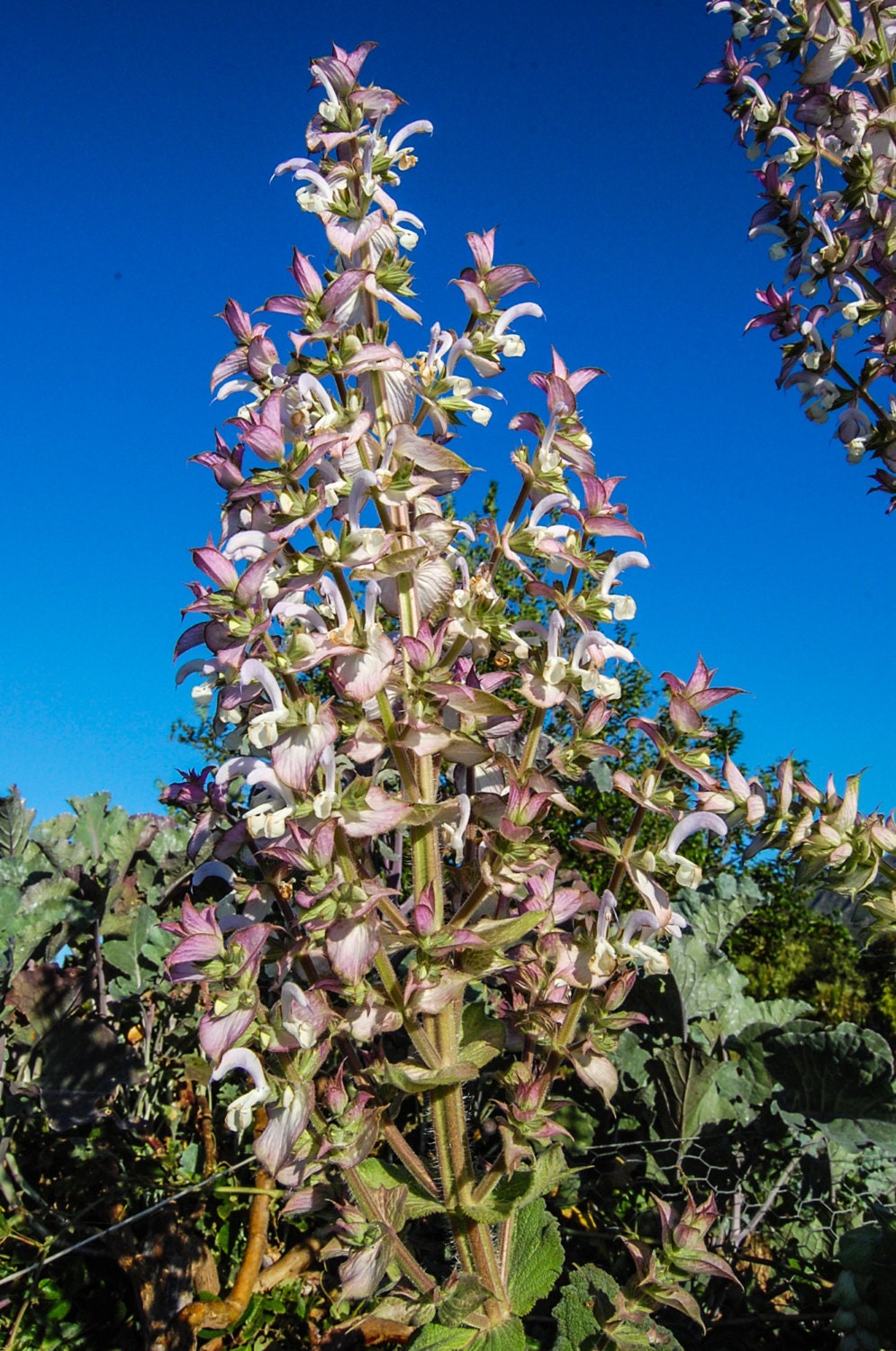 White Sage Seeds Bee Sage, Salvia Apiana: Ethically Produced Ceremonial  Sage, Smudge Sage, Sacred Sage, Witch Garden, California Native 