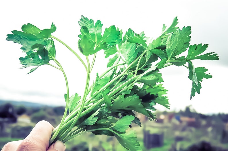 Plant Good Seed Giant of Italy Parsley Seeds - Thumbnail 2