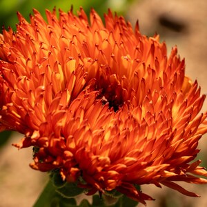 Neon Calendula Flower Seeds for Planting: Pot Marigold, Seed Packet / Bulk, Organic Medicinal Herb Garden Orange Blossoms for Salves or Oils image 7