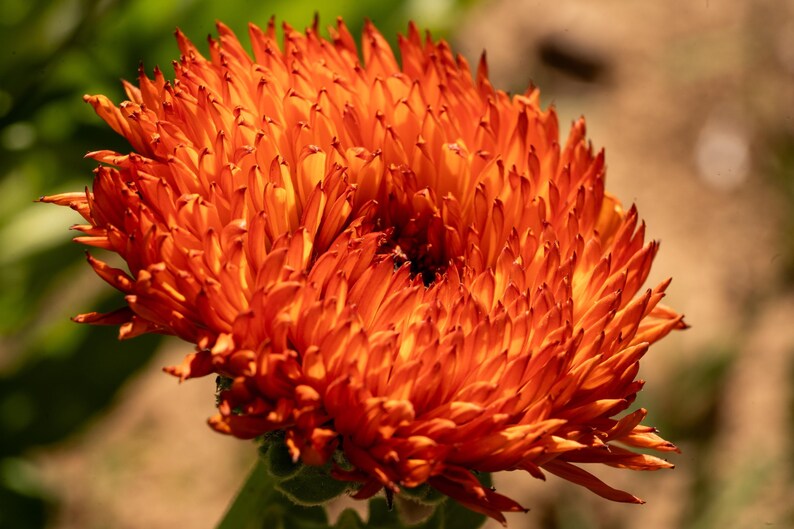 Neon Calendula Flower Seeds for Planting: Pot Marigold, Seed Packet / Bulk, Organic Medicinal Herb Garden Orange Blossoms for Salves or Oils image 7
