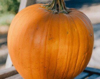 New England Pumpkin Seeds for Planting, Seed Packet / Bulk Size, Certified Organic Heirloom Squash, Jack-O-Lantern or Bake Pies, Roast Seeds