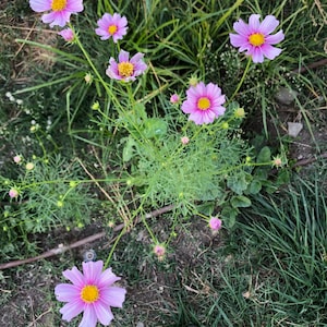 May include: Pink cosmos flowers blooming in a garden setting. The flowers have yellow centers and are surrounded by green foliage.