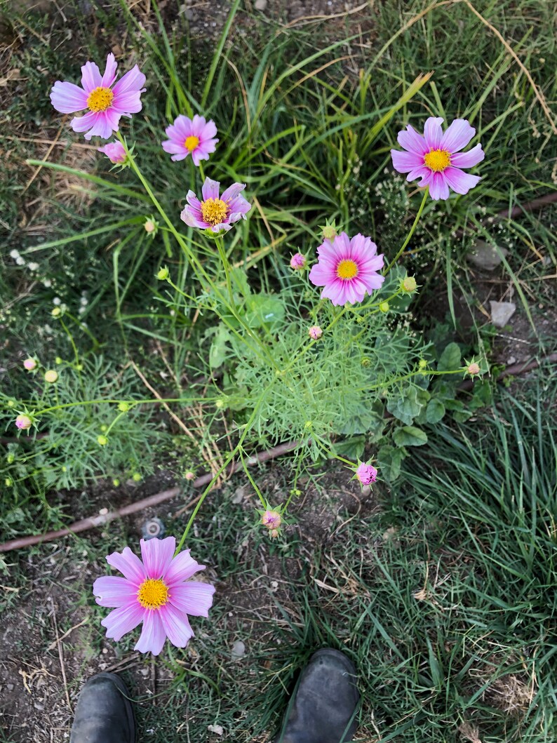 May include: Pink cosmos flowers blooming in a garden setting. The flowers have yellow centers and are surrounded by green foliage.