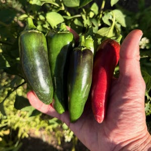 Megatron Jalapeño Pepper Seeds: Giant Fruits, Ideal for Jalapeno Poppers, Ripens Red to Green, High Yielding Spicy Pepper, Untreated Non-GMO