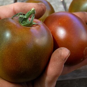 Black Prince Tomato Seeds 25: Certified Organic, Non-GMO, Heirloom Seed Packet, Home Vegetable Garden, Tomato Garden Bild 3