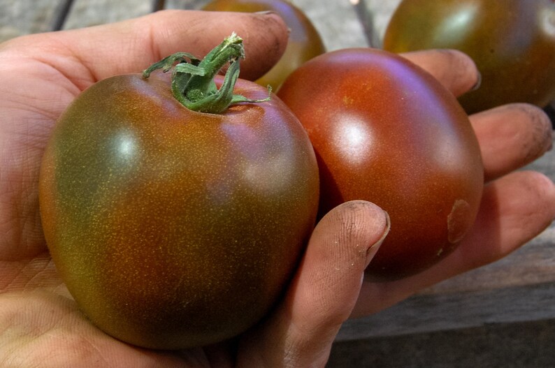 Black Prince Tomato Seeds 25: Certified Organic, Non-GMO, Heirloom Seed Packet, Home Vegetable Garden, Tomato Garden Bild 3