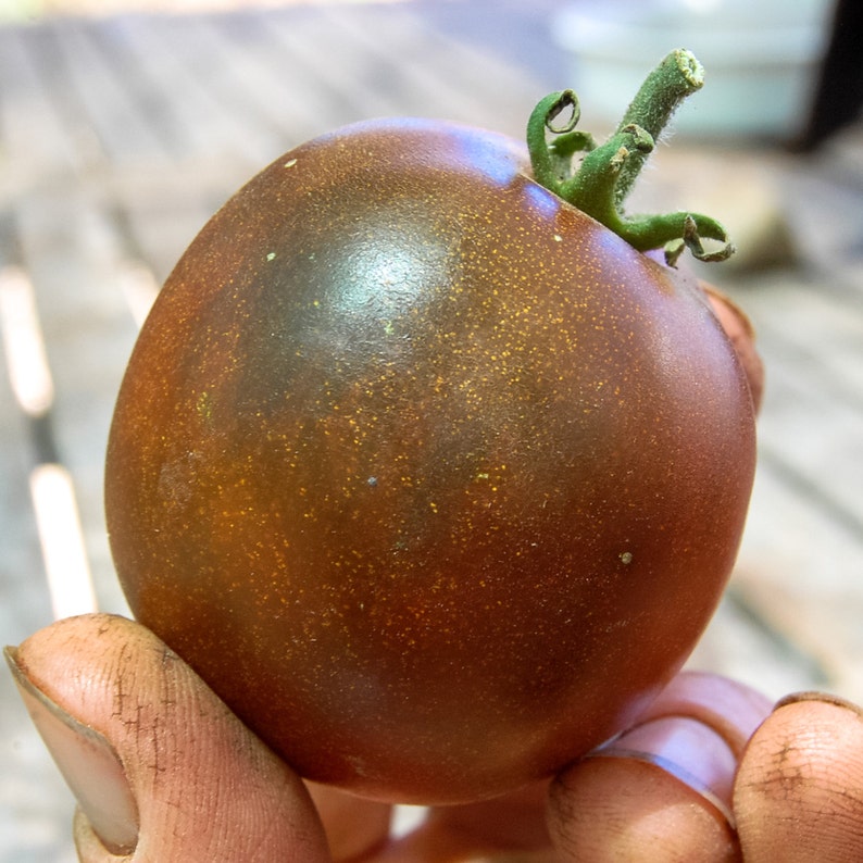 Black Prince Tomato Seeds 25: Certified Organic, Non-GMO, Heirloom Seed Packet, Home Vegetable Garden, Tomato Garden Bild 4