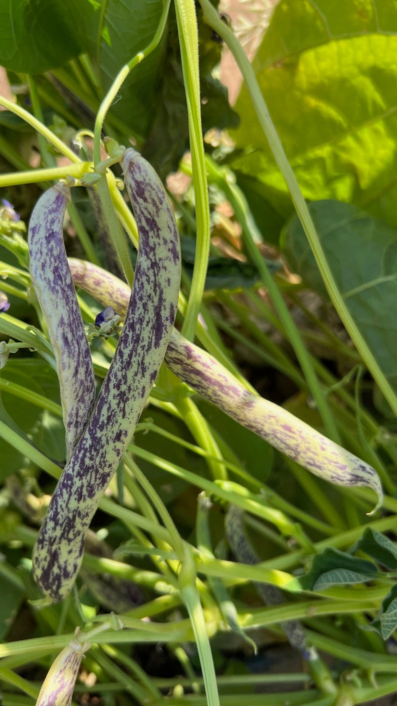 Plant Good Seed Dragon Tongue Bush Bean Seeds - Thumbnail 3