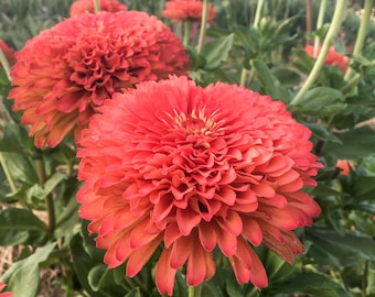 Semillas de Zinnia Coral Gigante de Benary en Paquete o a Granel: Dalia doble orgánica, ideal para flor cortada y ramos de novia. De rápido crecimiento.