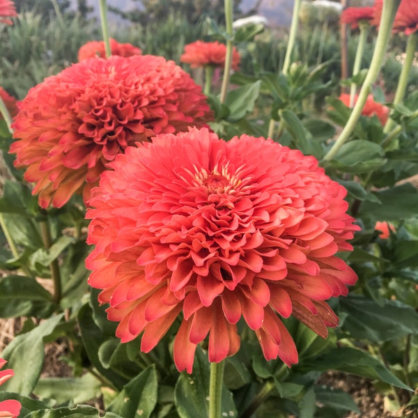 Benary's Giant Coral Zinnia Flower Seeds, Certified Organic, Double Dahlia Blooms - Great for Cut flowers, wedding bouquets, fast growing