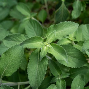 Vana Holy Basil Tulsi Seeds, Van Tulasi, African Tree Wild Clove Basil, Ocimum gratissimum, Packet or Bulk Seed Medicinal Herb Fragrant Tea
