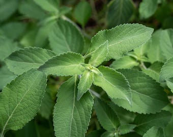 Vana Holy Basil Tulsi Seeds, Van Tulasi, African Tree Wild Clove Basil, Ocimum gratissimum, Packet or Bulk Seed Medicinal Herb Fragrant Tea