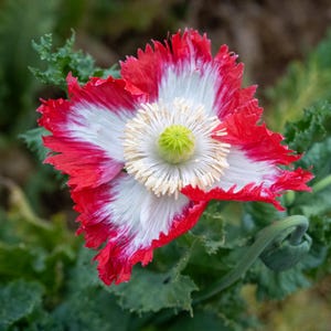 May include: A close-up of a vibrant poppy flower with red-edged white petals. The flower's center features a creamy white and green core, surrounded by green foliage. The poppy is in full bloom, showcasing its delicate, ruffled petals.