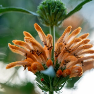 Wild Dagga / Lion's Tail Leonotis leonurus Seeds 25: Non-GMO, Heirloom, Open Pollinated Seed Packet, Gardener Gift image 5