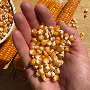 Otto File Flint Corn Seeds for Planting: Eight Row Heirloom, New England East Coast for Polenta Making Bright Yellow Kernels Super Long Cobs