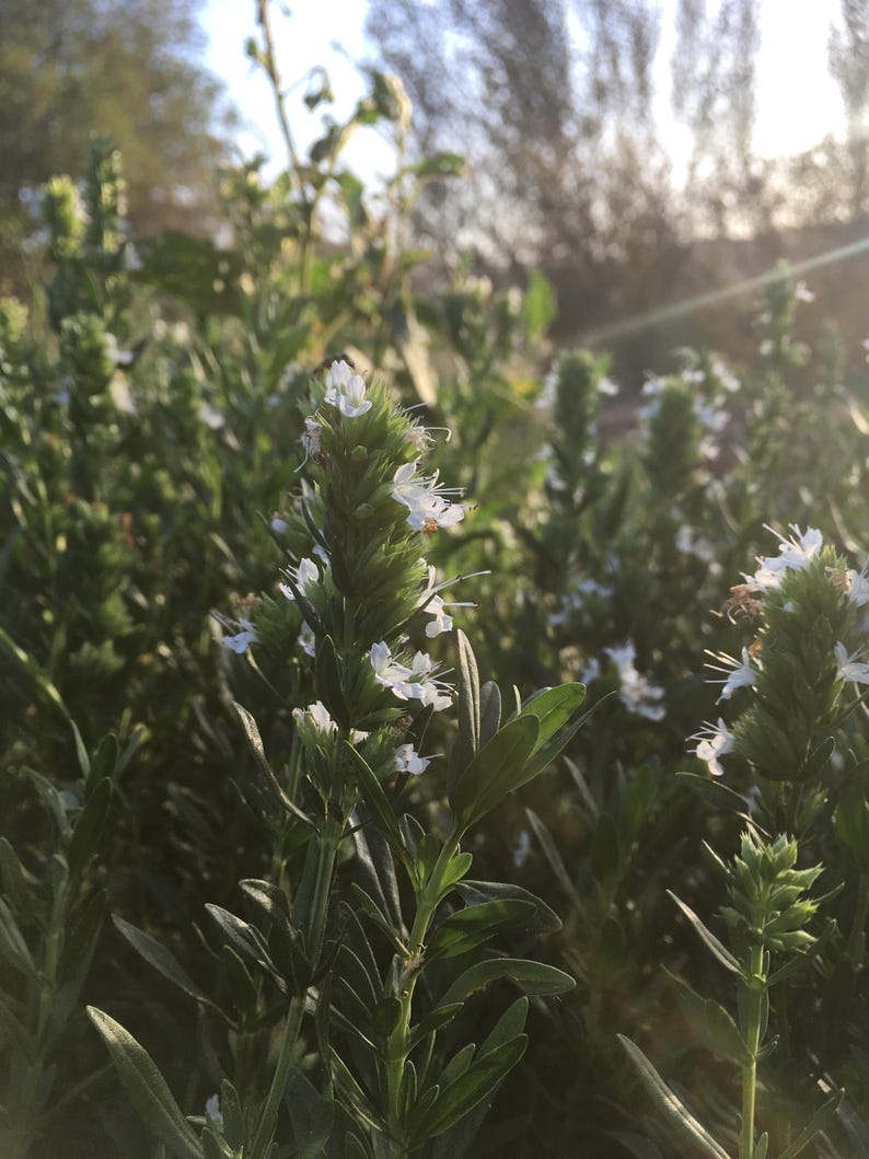 Plant Good Seed Hyssop Herb Seeds - Thumbnail 4