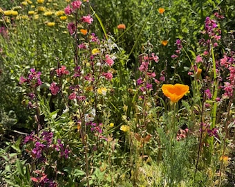 Southern California Native Wildflower Seeds for Planting: 30,000 Bulk Seed Packet Mix of Cool Season Flowers Lupine Poppy Fall Spring Meadow
