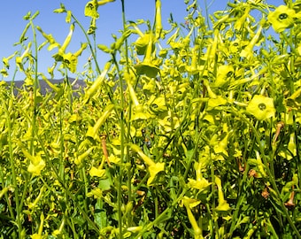 tobacco plant yellow flowers Huichol Langsdorff's Tobacco Seeds for Planting: Prolific Yellow Flowers  Night Blooming Heirloom Non-GMO Medicinal Herbs