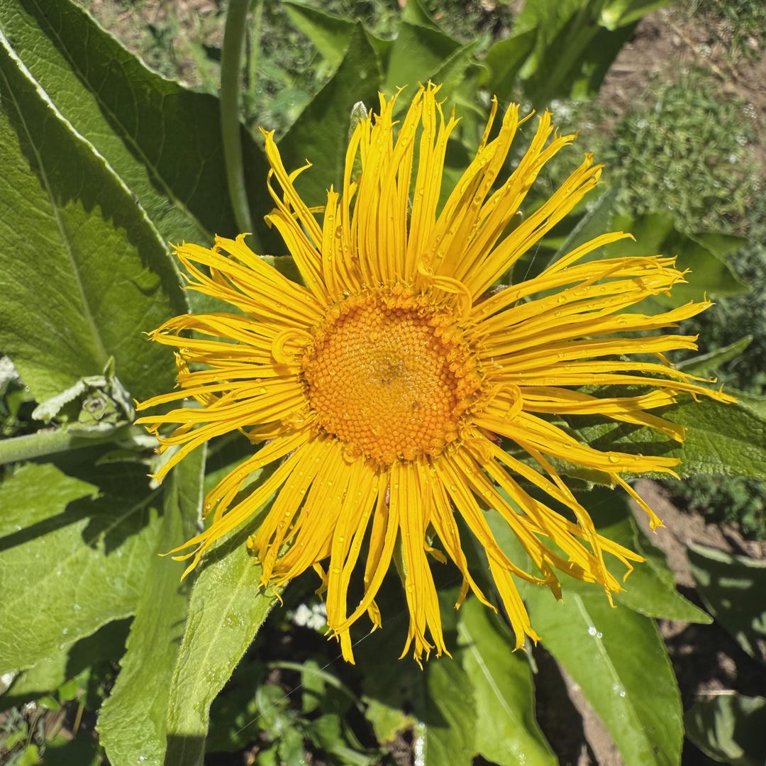 Elecampane Seeds for Planting: Inula Helenium Elfwort, Elf Dock for ...
