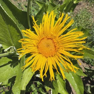 May include: A close-up of a vibrant yellow flower with a prominent, textured center. The flower's long, thin petals radiate outwards, creating a starburst effect. The flower is surrounded by large, green leaves, with water droplets visible on the petals.