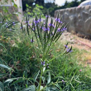Blue Vervain Seed for Planting: Certified Organic 150 Seed Packet, Perennial Flower, Purple Blossoms, American, Simpler&#39;s Joy, Swamp Verbena