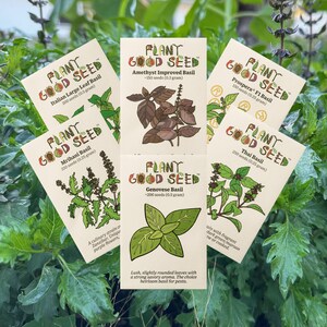 Culinary Basil Seed Collection - 7 Packets - Grow Your Own Herb Garden Organic Seeds for Gourmet, Flavorful Dishes, Thai, Italian, Tanzanian