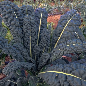 Lacinato Kale Seeds: Dino Black Tuscan Green Vegetable, Italian Heirloom Plant, Southern California, Certified Organic Seed Packet Bulk Size