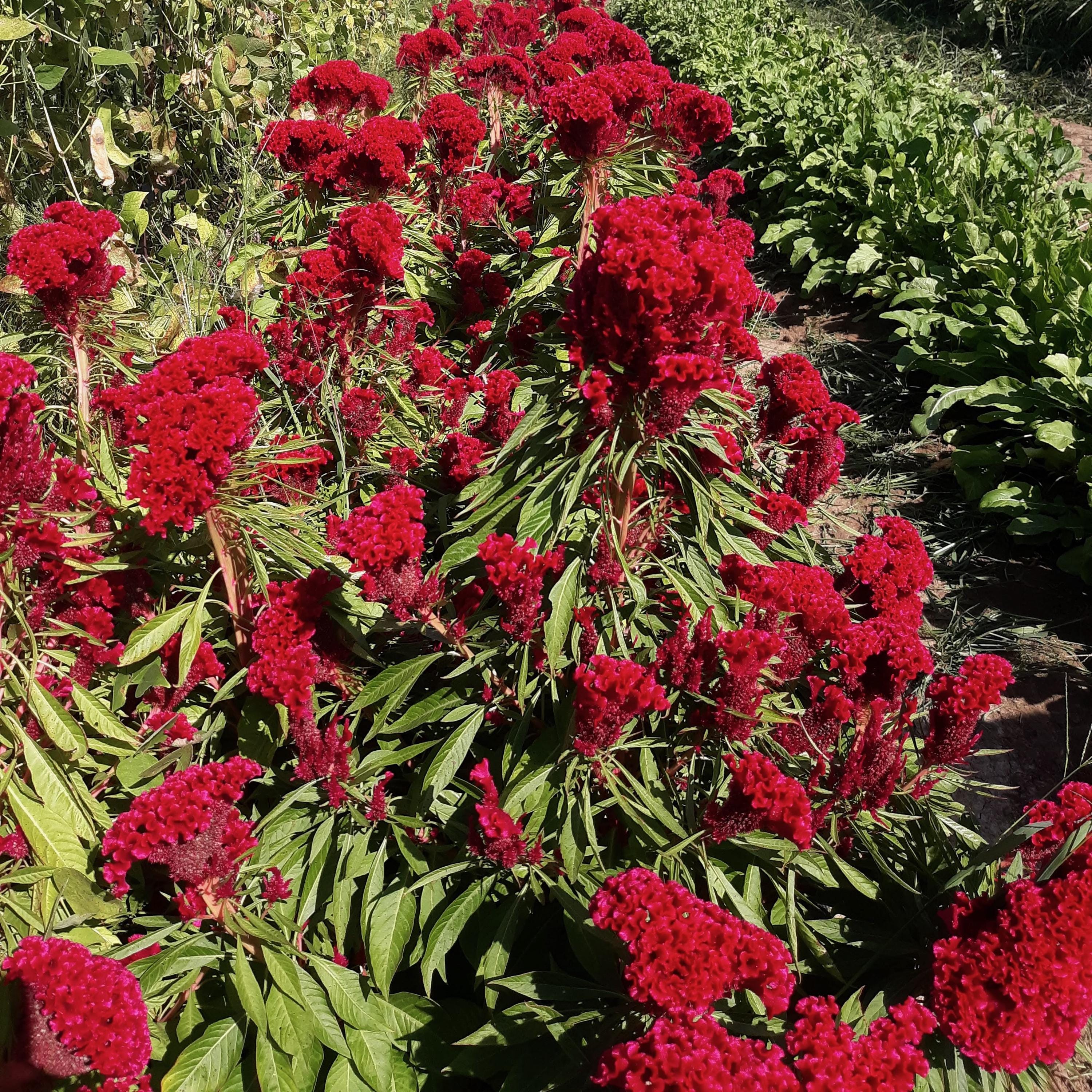 Celosia Dracula - Etsy