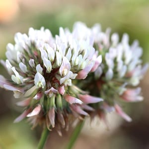 White Clover Seeds Trifolium repens Low Growing Cover Crop Produces A Trample Proof Ground Cover to Suppress Weeds Organic Mowable BULK SIZE