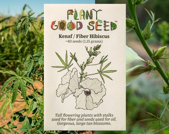 Kenaf Seeds / Fiber Hibiscus cannabinus / Fiber Plants, Handmade Fiber Primitive Skills Plant Java Jute, Certified Organic Kenaf, USA Grown