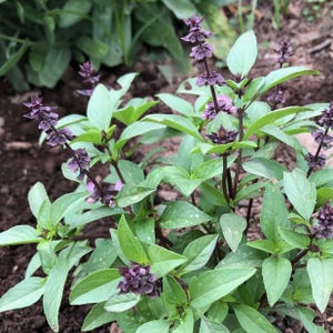 Sweet Thai Basil Seeds: Asian Culinary Herb with Licorice Flavor, Certified Organic Seed Packet or Bulk, Compact Growth, Purple Green Leaves