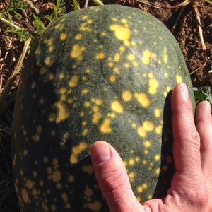Moon and Stars Watermelon Seeds Giant Oblong Heirloom Watermelon w Yellow Flesh & Astrological Designs On Rind Certified Organic USA Grown