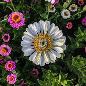 Thumbelina Zinnia Flower Seeds (~200): Certified Organic, Non-GMO, Heirloom Seed Packet, Flower Garden Seeds
