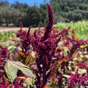 Hopi Red Dye Amaranth (Amaranthus cruentus) Seeds: Packet or Bulk Seed, Certified Organic, Non-GMO, Heirloom Seed Packet, Unique Garden Seed