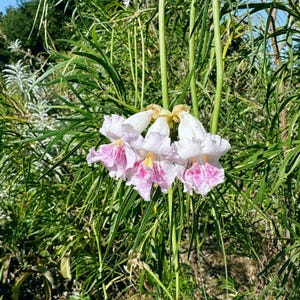 Desert Willow Tree Seeds for Planting Chilopsis Southern California Southwest Native Organic ,Drought Tolerant Xeric Cold Hardy, Seed Packet