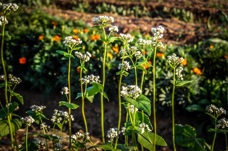 Buckwheat Seeds 125 Certified Organic Nongmo Heirloom Etsy