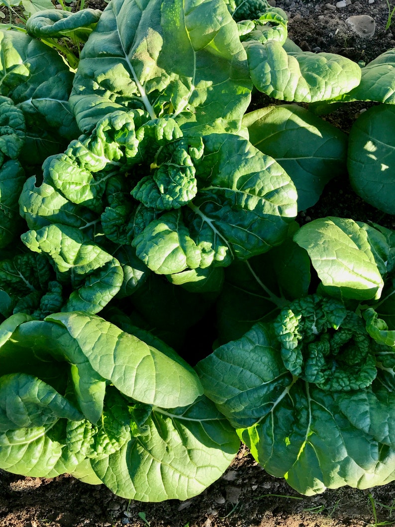 Asian Delight Pak Choi F1 - Thumbnail 2