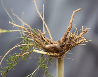 Valerian Root Seeds, Valerian Seeds, Organic Seeds, Heirloom Seeds, Garden Seeds, Medicinal Herb Seeds, Rare Gardening Seeds