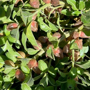 Puede incluir: Primer plano de una planta verde de hojas con muchas peque&ntilde;as vainas de semillas de color marr&oacute;n rojizo.