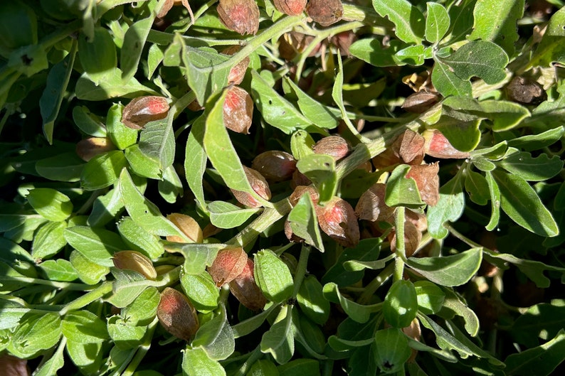 Puede incluir: Primer plano de una planta verde de hojas con muchas peque&ntilde;as vainas de semillas de color marr&oacute;n rojizo.