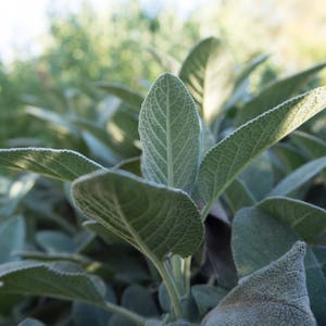 Common / Culinary Sage (Salvia officinalis) Seeds (~58): Certified Organic, Non-GMO, Heirloom Seed Packet, Herb Garden Seeds