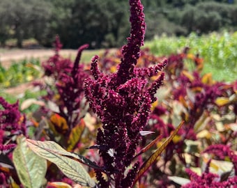 Hopi Red Dye Amaranth (Amaranthus cruentus) Seeds: Packet or Bulk Seed, Certified Organic, Non-GMO, Heirloom Seed Packet, Unique Garden Seed