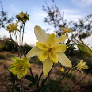 McKana Giants Columbine Flower Seeds, Columbines, Aquilegia Seeds, Perennial Flower, Organic Garden Seeds, Non-GMO image 5