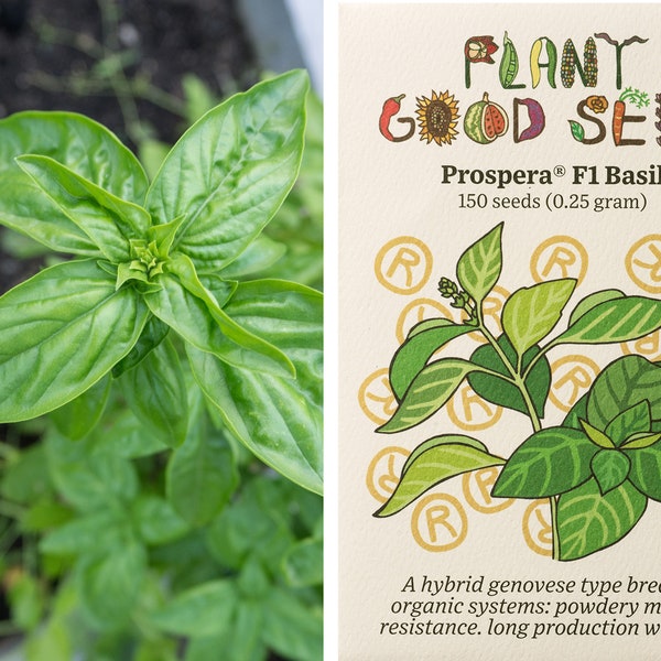 Prospera Pesto Basil Seeds (~150): Certified Organic, Non-GMO, Heirloom Seed Packet, Home Herb Garden, Garden Gift